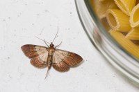 pantry moth with wings spread out