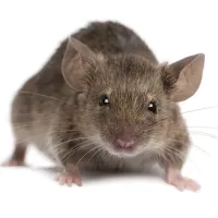a house mouse