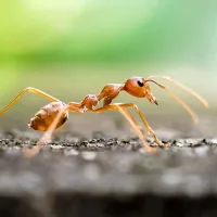 a fire ants close up