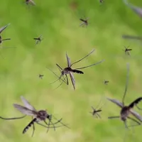 a swarm of mosquitoes