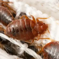 bed bugs up close