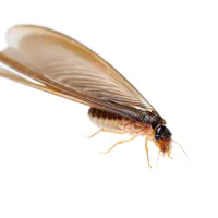 a termite swarmer