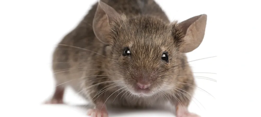 a house mouse