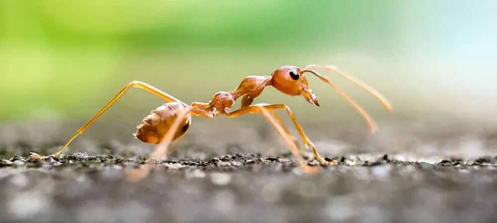 a fire ants close up