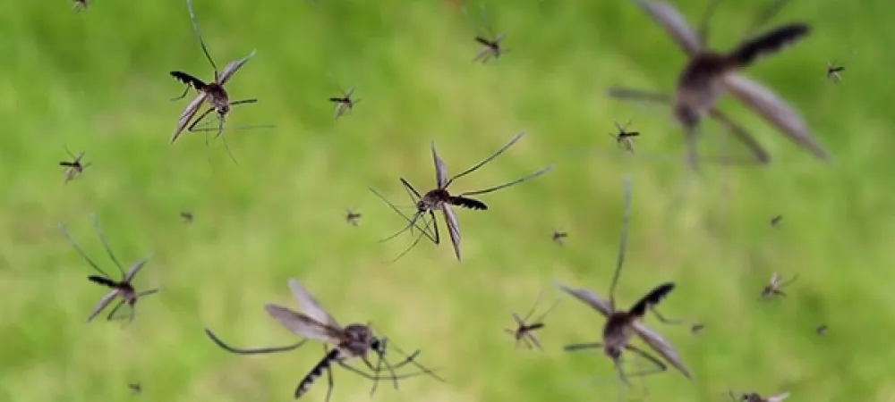 a swarm of mosquitoes