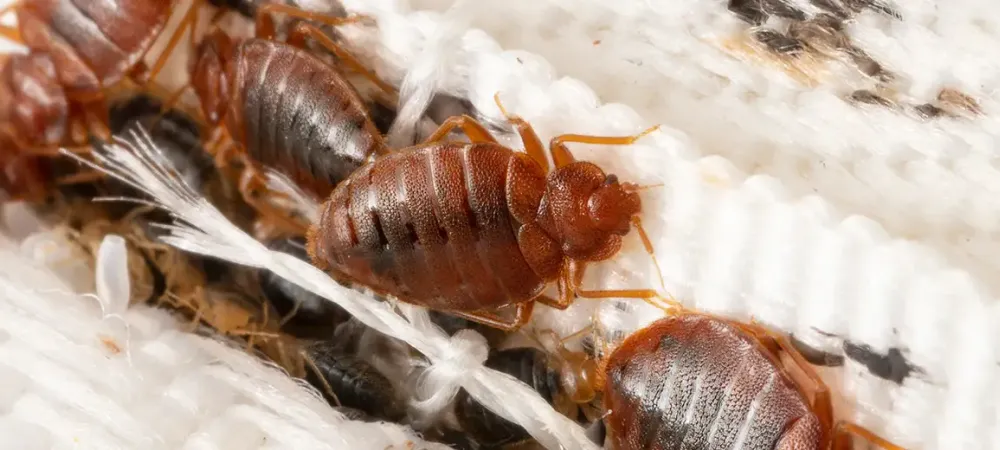 bed bugs up close