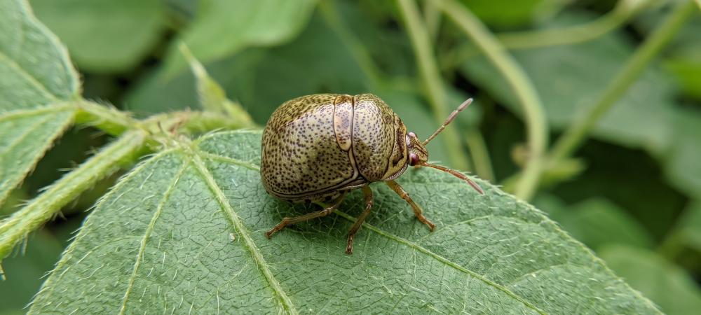 kudzu bug on leaf