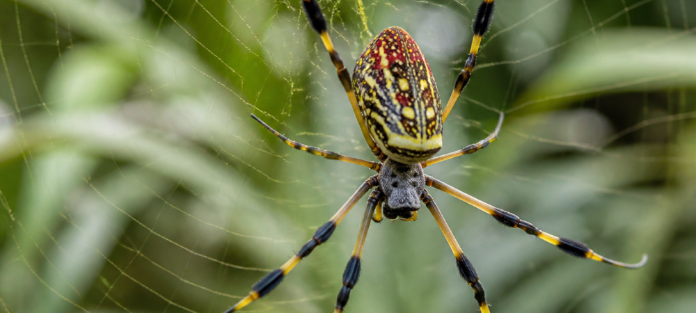 joro spider on web