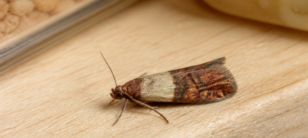 pantry moth on shelf