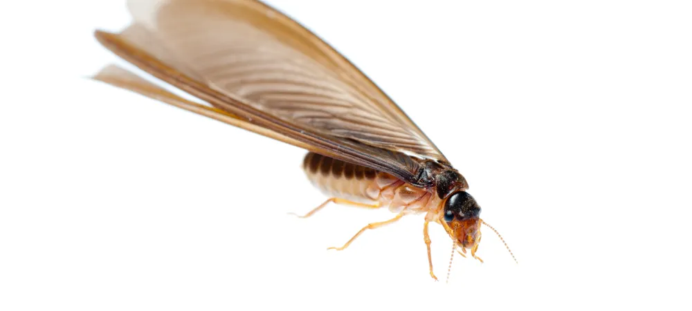 a termite swarmer