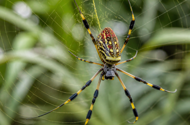 joro spider on web