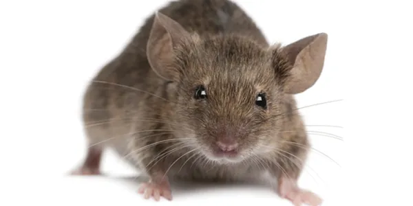 a house mouse