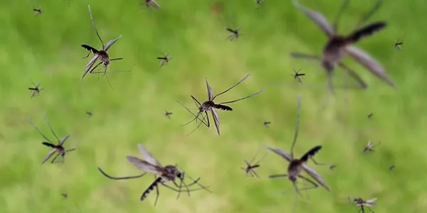 a swarm of mosquitoes