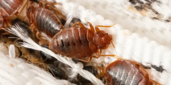 bed bugs up close