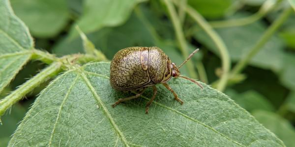 kudzu bug on leaf