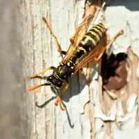 yellow jacket on tree