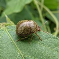 kudzu bug on leaf