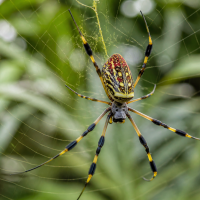 joro spider on web