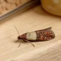 pantry moth on shelf