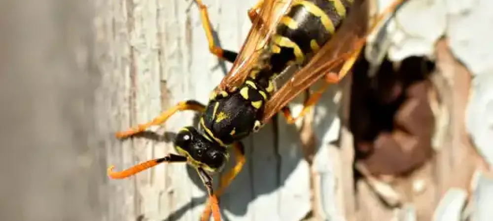 yellow jacket on tree