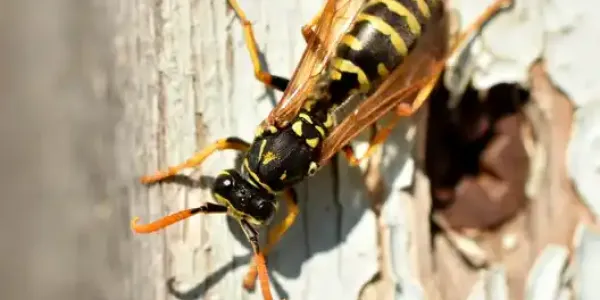 yellow jacket on tree