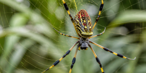joro spider on web